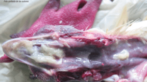 Recuperación de coriza infecciosa aviar con la aplicación de un tratamiento combinado