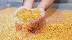 Posible baja en maíz y soya por mayor oferta argentina