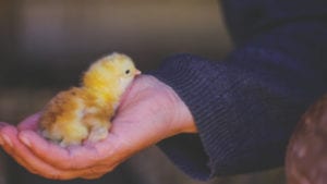 Bienestar animal con enfoque eficiente en la avicultura