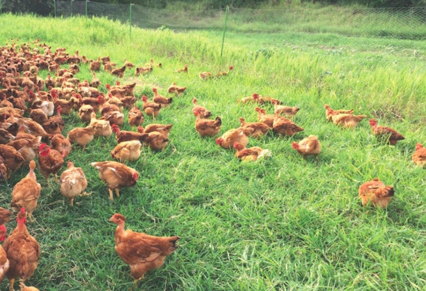 Huevos alternativos, más pasos fuera del cascarón