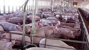 Carne de cerdo: factores determinantes de su calidad