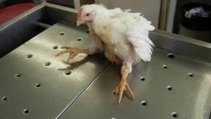 Abscesos medulares afectan a parvadas estadounidenses de pollo de engorda