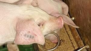 ¿Cuán acidificantes son sus alimentos para cerdos?