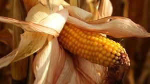 Bolivia subvencionará maíz para la avicultura por US$6M