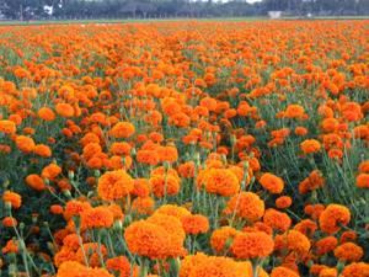 Marigold o cempasúchil, la flor maravilla: Escasea en el mundo - Watt  Industria Avicola