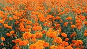 Marigold o cempasúchil, la flor maravilla: Escasea en el mundo