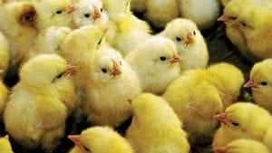 Encuesta de Nutrición y Alimentación: Una cautelosa industria avícola, pero lista para invertir