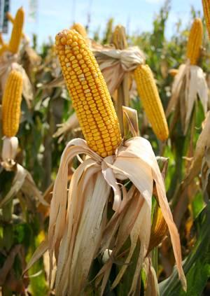 Disminución para el área del maíz y una mayor siembra sudamericana