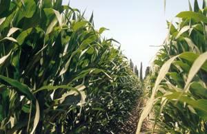 México planifica nuevo impulso a cultivos de maíz