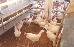 Cómo afecta las diversas inclinaciones del piso sobre las gallinas ponedoras