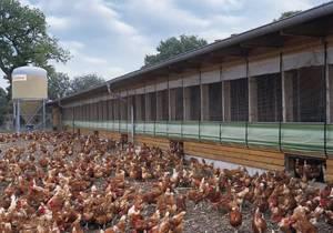 Sociedad de bienestar animal defiende el alojamiento de gallinas fuera de jaulas