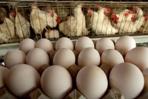 Pronósticos para una mejor producción de huevos mediante un modelo eficiente
