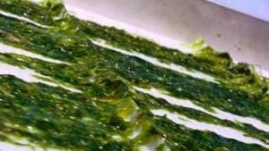 Polisacáridos de algas marinas: nueva opción para la estimulación inmunitaria en la producción avícola