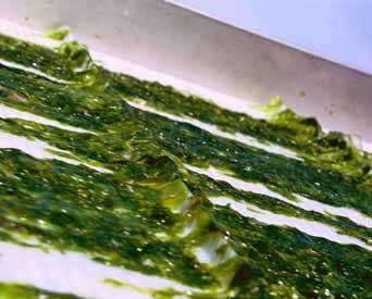 Polisacáridos de algas marinas: nueva opción para la estimulación inmunitaria en la producción avícola