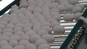 500 huevos sin ganancia de peso en el ciclo de postura