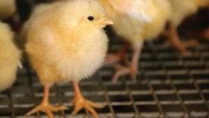 Sector avícola santandereano planea crecer más cerca de puertos fluviales