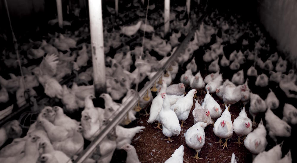 Incineración de residuos avícolas: una solución biosegura