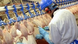 Colombia: avicultura genera más de 356,000 empleos