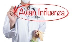 Se propaga con rapidez la influenza aviar en Europa