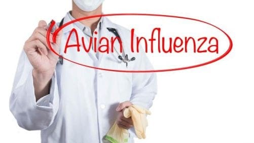 Detectan dos brotes de influenza aviar en R. Dominicana