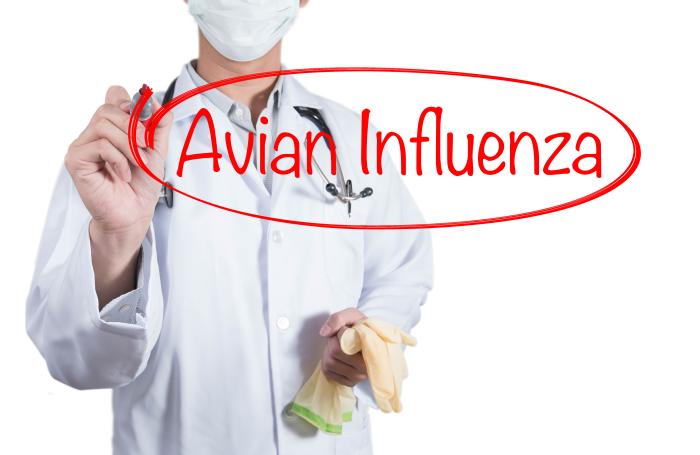 Nuevos casos de gripe aviar en México, Sudáfrica y Taiwán