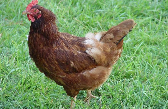 Futuro del bienestar avícola: qué deben esperar los avicultores