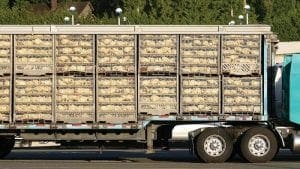 Brasil casi sin pollo por huelga de camioneros