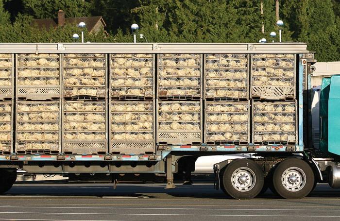 Estrago en avícolas brasileñas por huelga transportista