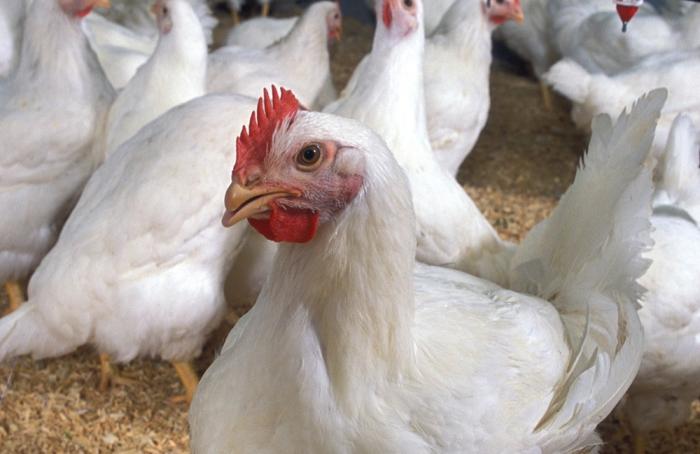 Pollos El Bucanero, lista para celebrar sus 30 años
