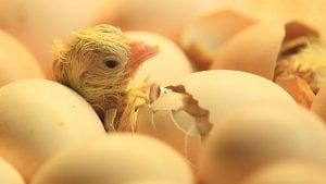 La importancia de las temperaturas en la incubación