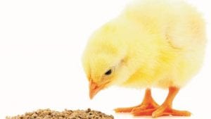 La inflamación en producción avícola sin antibióticos