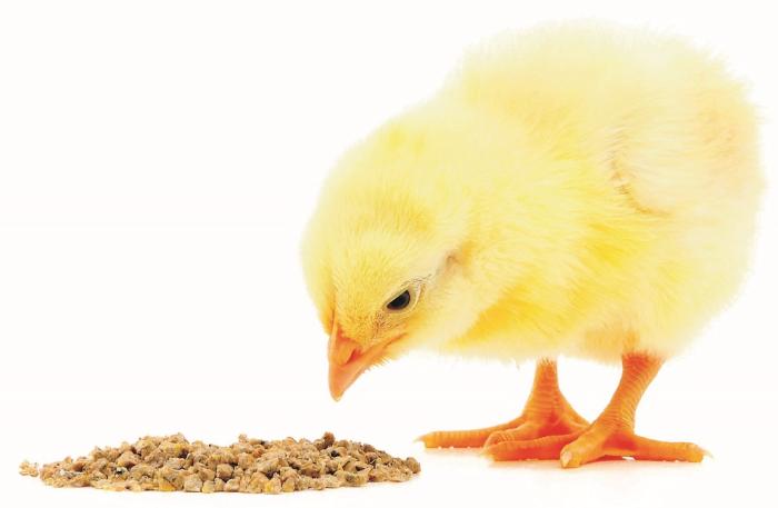 Integración productiva avícola, ¿solamente en una vía?