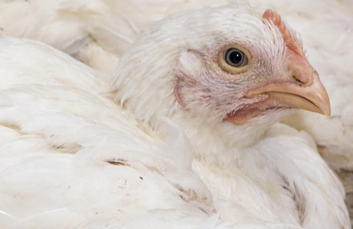 A la mitad va el registro sanitario avícola en Colombia