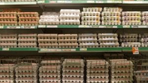 Chile: 76 millones de huevos libres de jaula en 2018