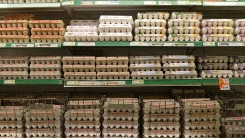 Chile: 76 millones de huevos libres de jaula en 2018