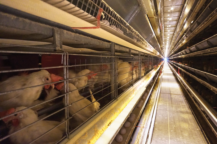 Cada vez más empresas se deciden por huevos cage-free