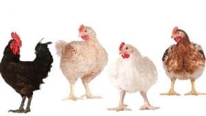 ¿Cómo será el pollo de engorde de 2025?