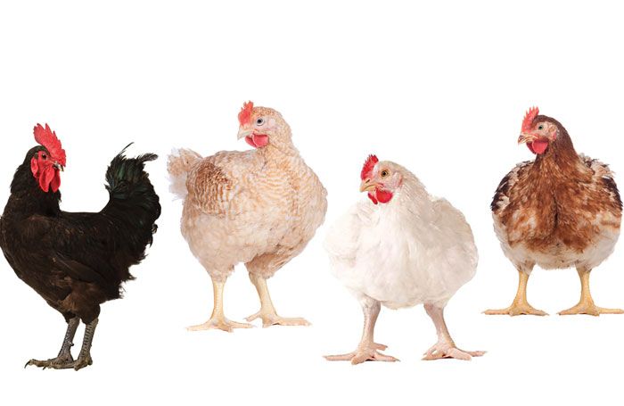 ¿Cómo será el pollo de engorde de 2025?