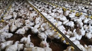 La nutrición de precisión definirá el futuro de la avicultura