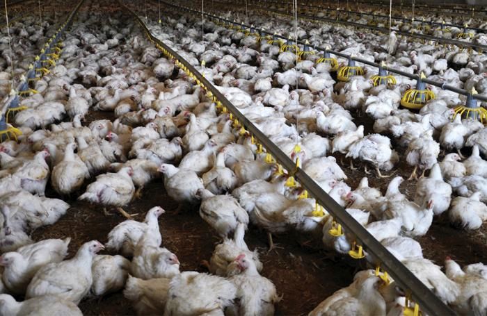 La nutrición de precisión definirá el futuro de la avicultura