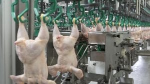 Sobreoferta y caída de precio del pollo en Perú
