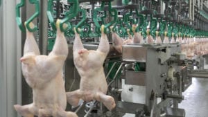 Listas dos empresas hondureñas para exportar pollo a EE UU