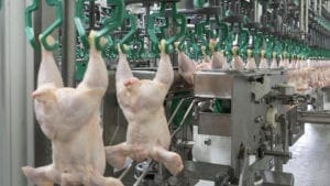 Entre el bienestar animal y la religión: kosher y halal