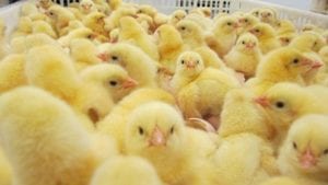 Ecuador renueva importación de pollitos colombianos