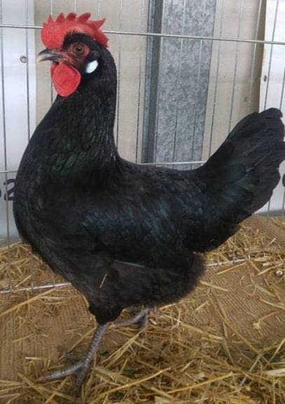 Las gallinas castellanas negras campeonas de España en 2017