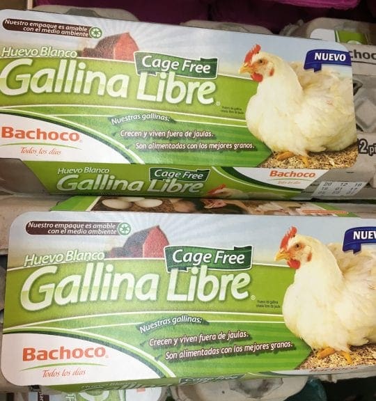 Surge primera coalición contra las jaulas de gallinas en México