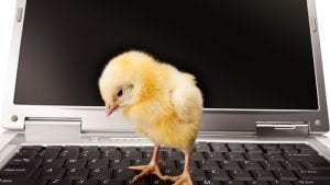 Cómo manejar datos de una granja avícola con computadora