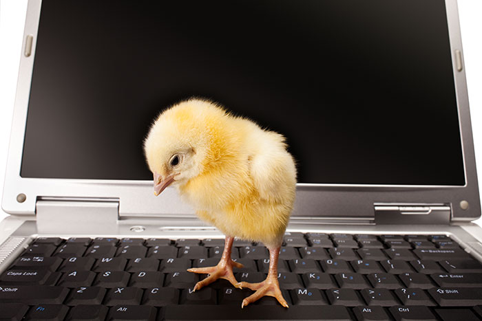 Gremios avícolas e internet, ¿más olvido que utilidad?