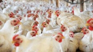 Uruguayos denuncian mayor contrabando de pollo