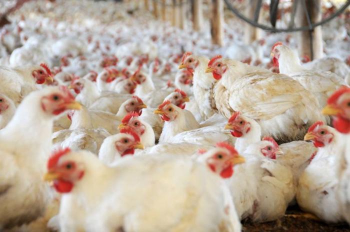 Productividad de pollo en Uruguay cae una tercera parte